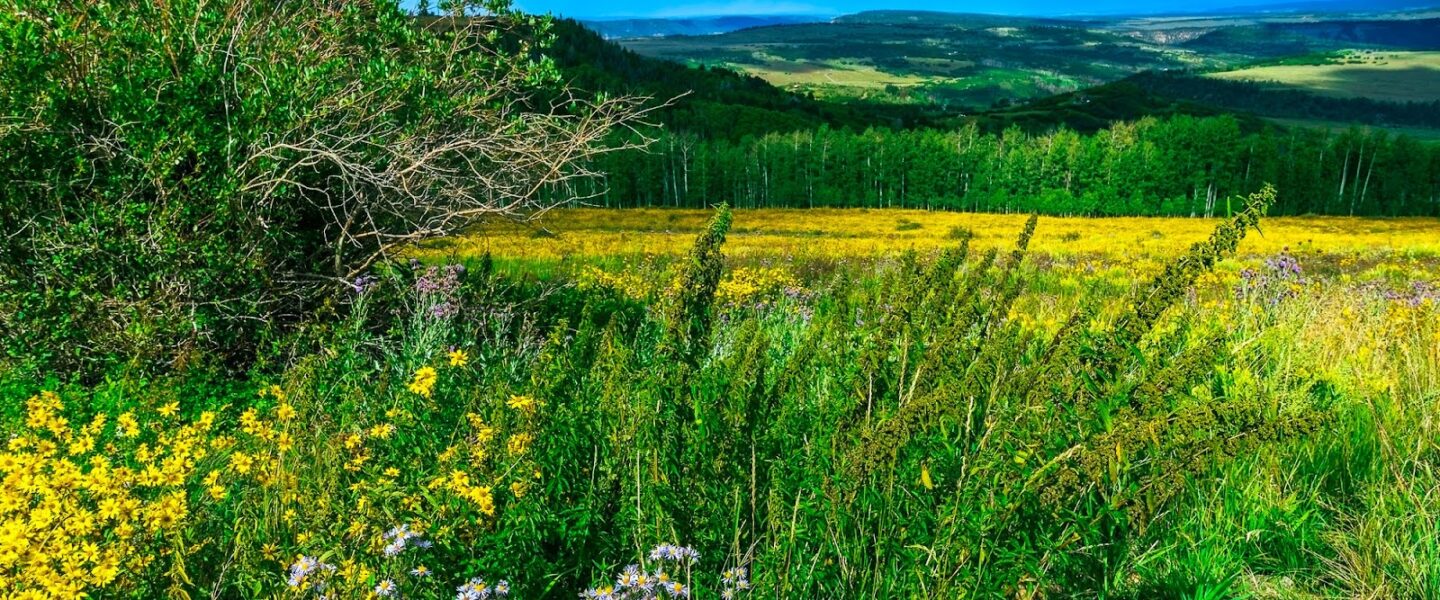 climate crisis, global warming, ecosystems, Rocky Mountains, temperature rise experiment, report