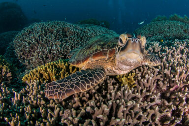 Potential Record-Breaking Coral Colony on Great Barrier Reef Reported Climate crisis, oceans, Australia, Great Barrier Reef, coral colony Discovery reported