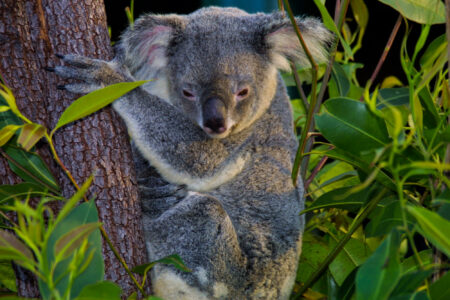 science, nature, biodiversity, Australia, private protection, growing network