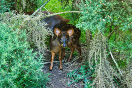 science, biodiversity, mammals, world's smallest deer, San Diego Zoo Safari Park, Pudu fawn born