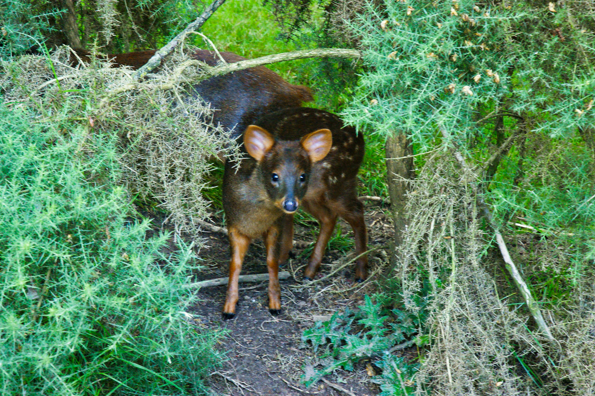 science, biodiversity, mammals, world's smallest deer, San Diego Zoo Safari Park, Pudu fawn born