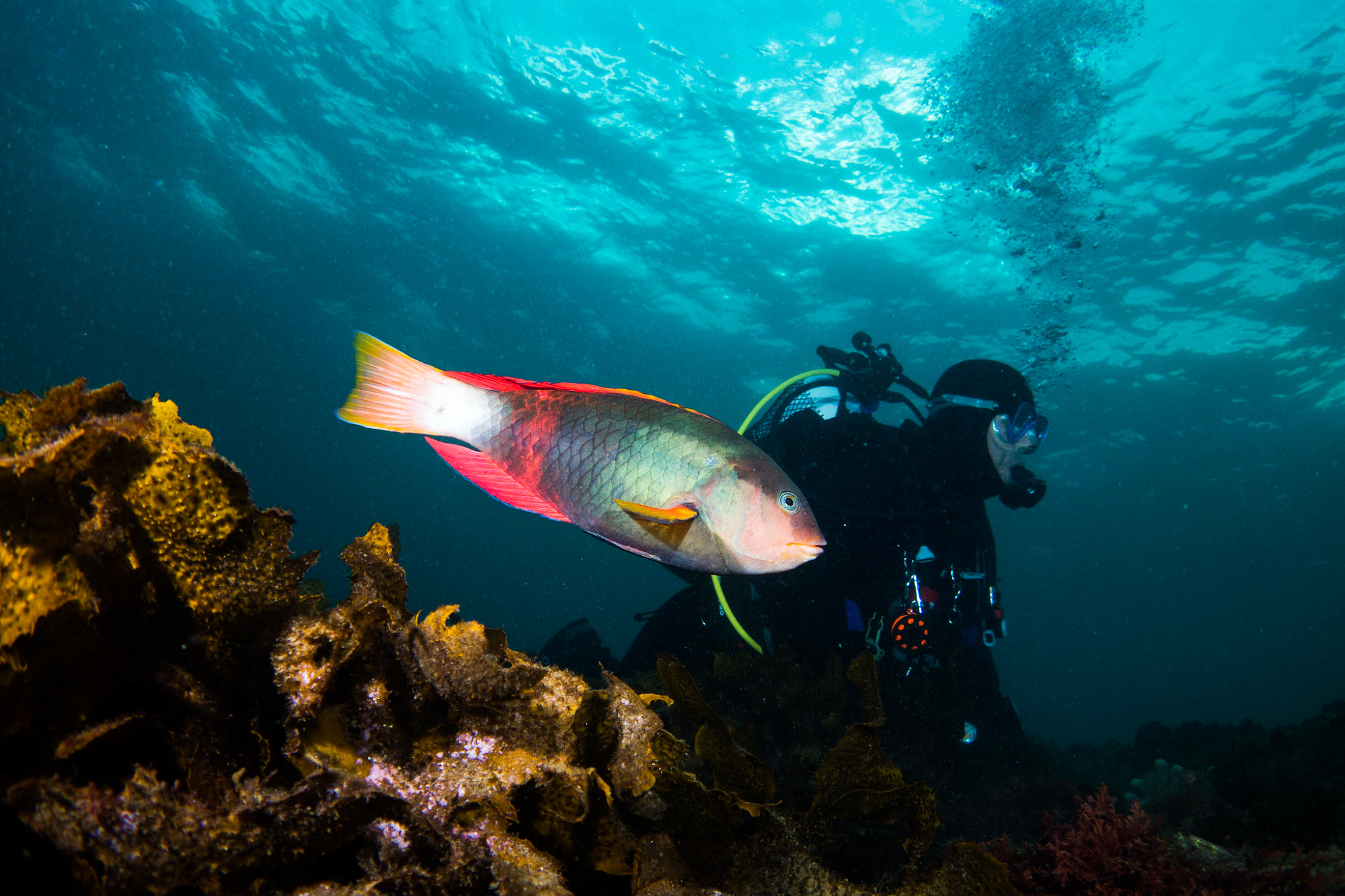 science, climate crisis, natural world, conservation, tipping points, recovery theory