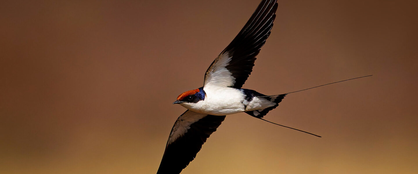 science, biodiversity, conservation, birds, migration, New York State, 'Lights Out' initiative