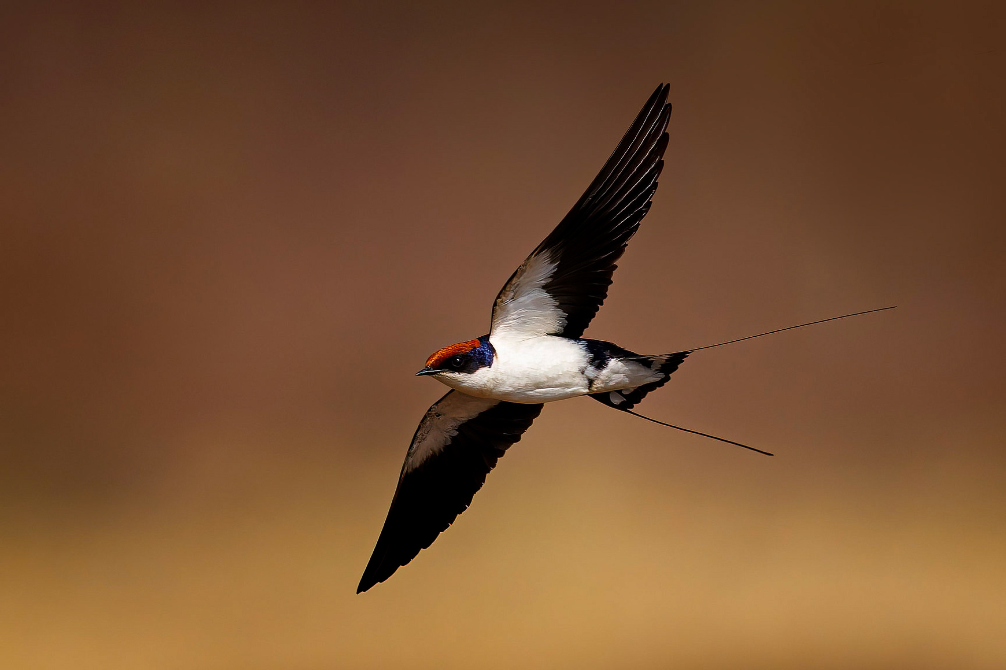 science, biodiversity, conservation, birds, migration, New York State, 'Lights Out' initiative