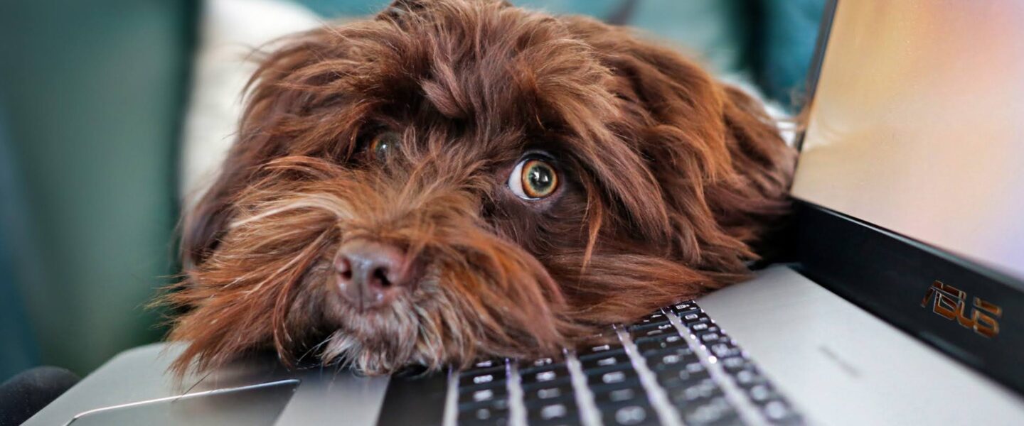 tech, cybersecurity, Microsoft, PCs, Windows 11 update, reboots, certificates