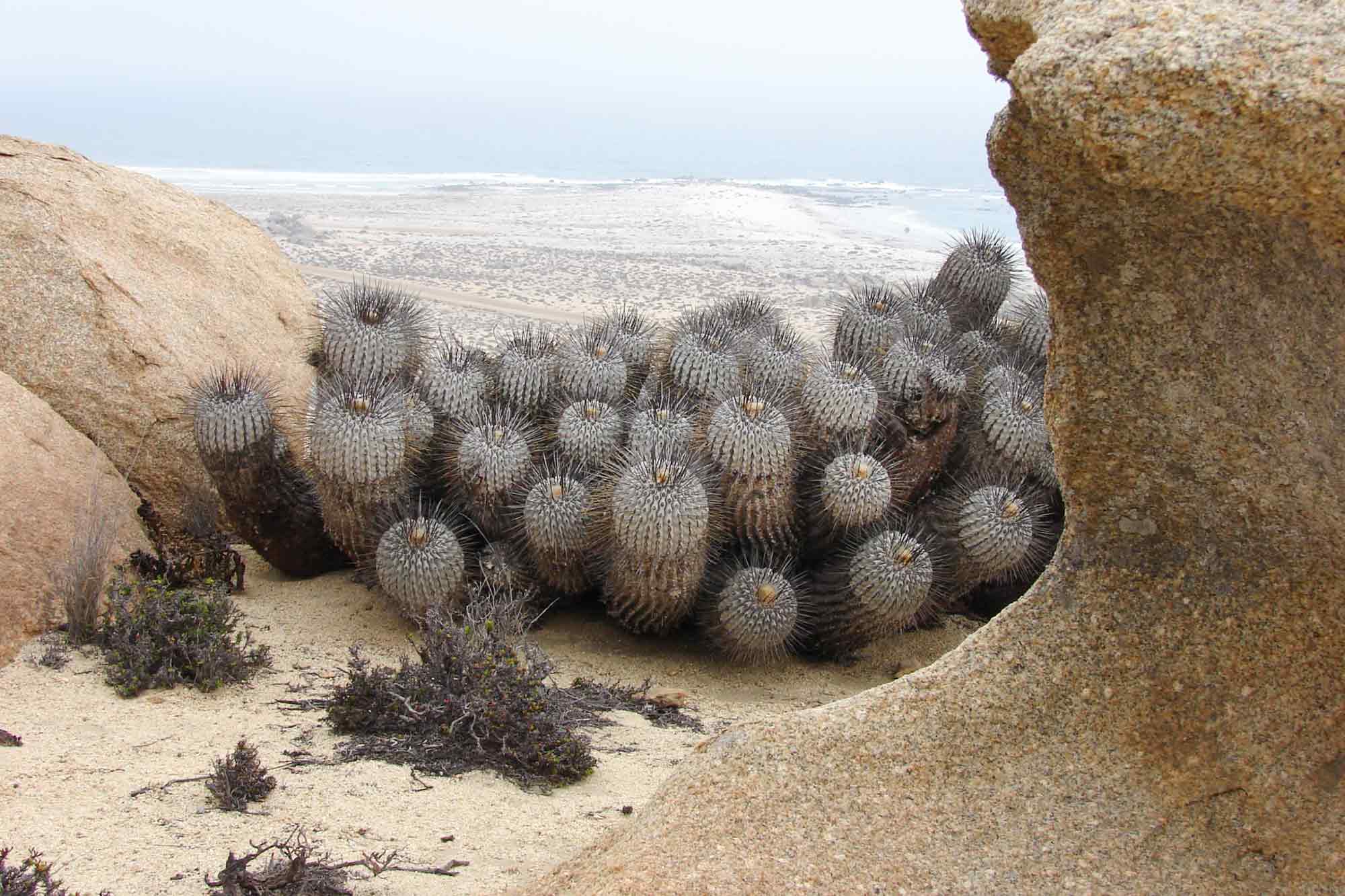 Copiapoa dealbata, Huasco, Atacama, Chile
