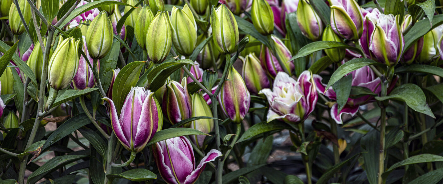 ouble Oriental Lilies