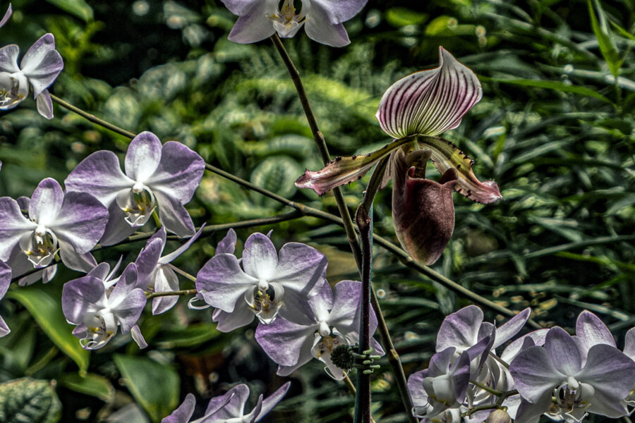Lady Slipper, Orchid