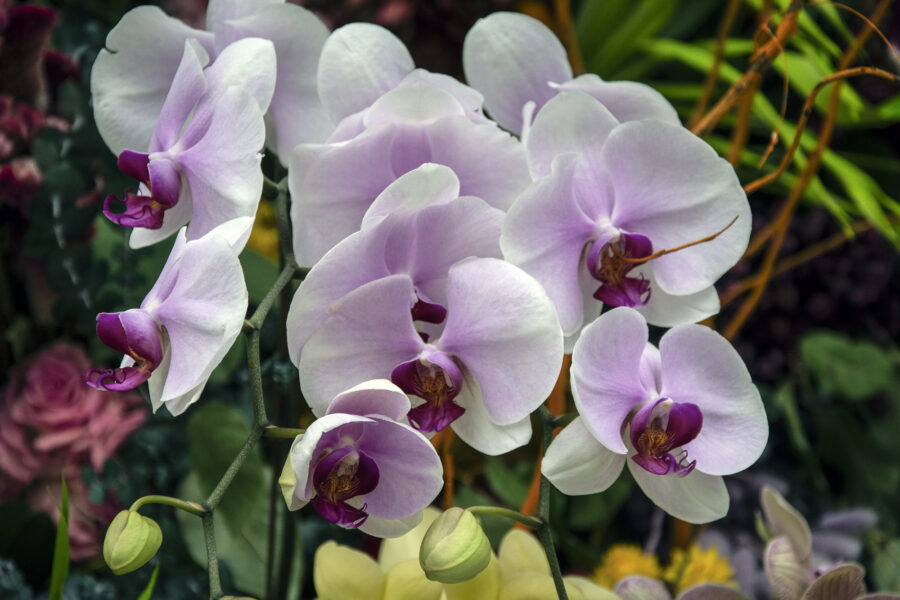 Moth Orchids, flowers