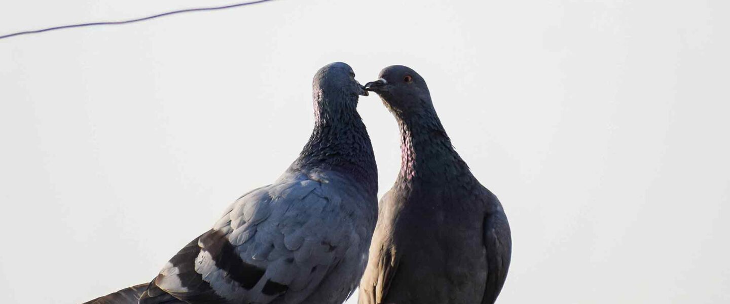 Pigeons, mating