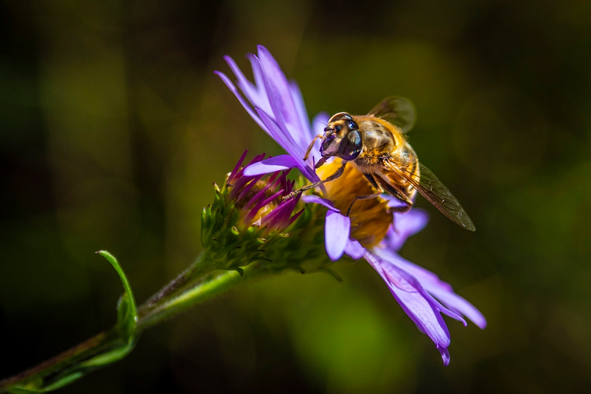 climate crisis, global warming, science, nature, pollinators, bees, North America, unusually