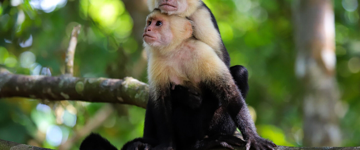 science, nature, biodiversity, Costa Rica, forest restoration, study, biodiversity returning