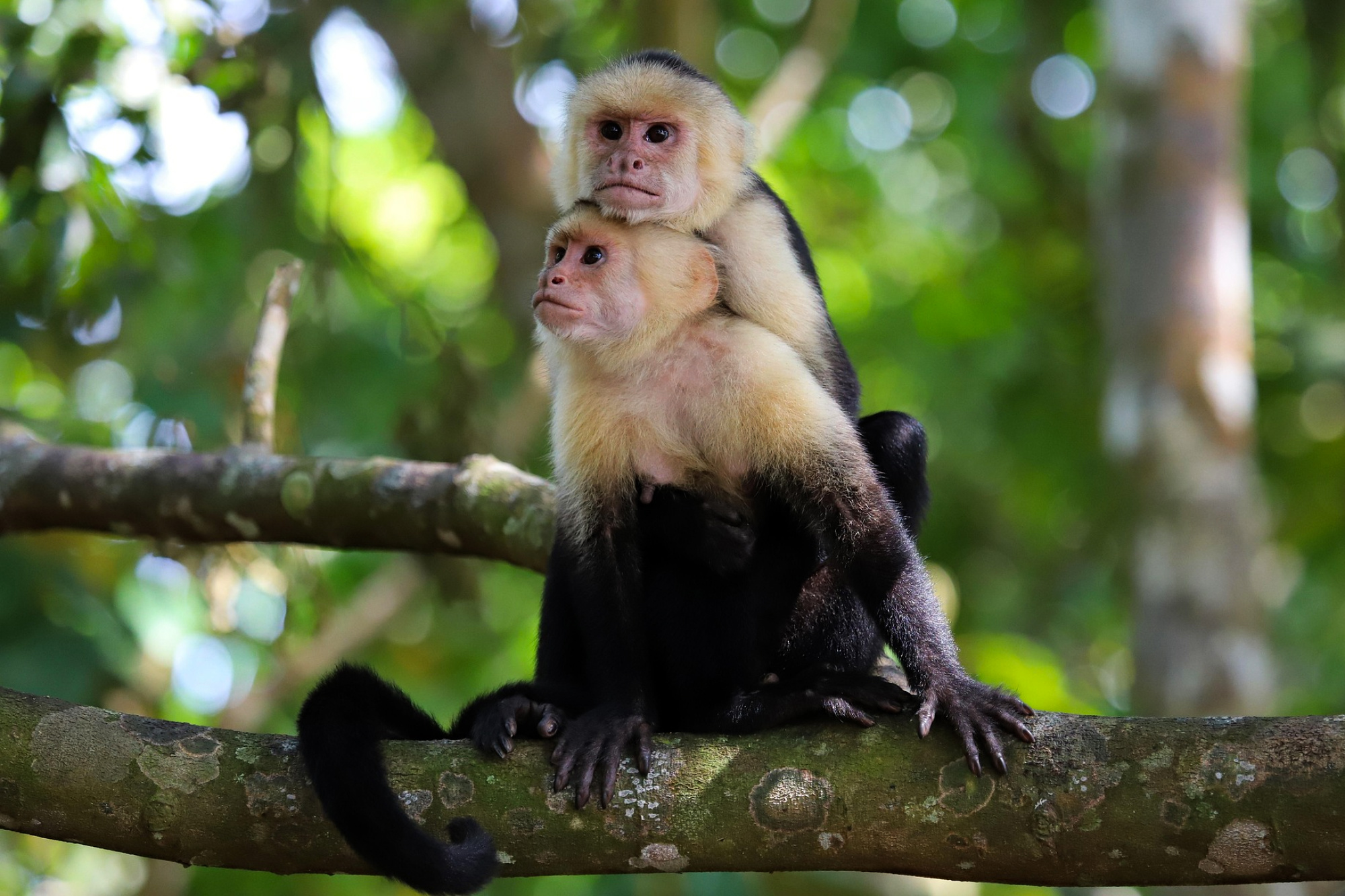 science, nature, biodiversity, Costa Rica, forest restoration, study, biodiversity returning