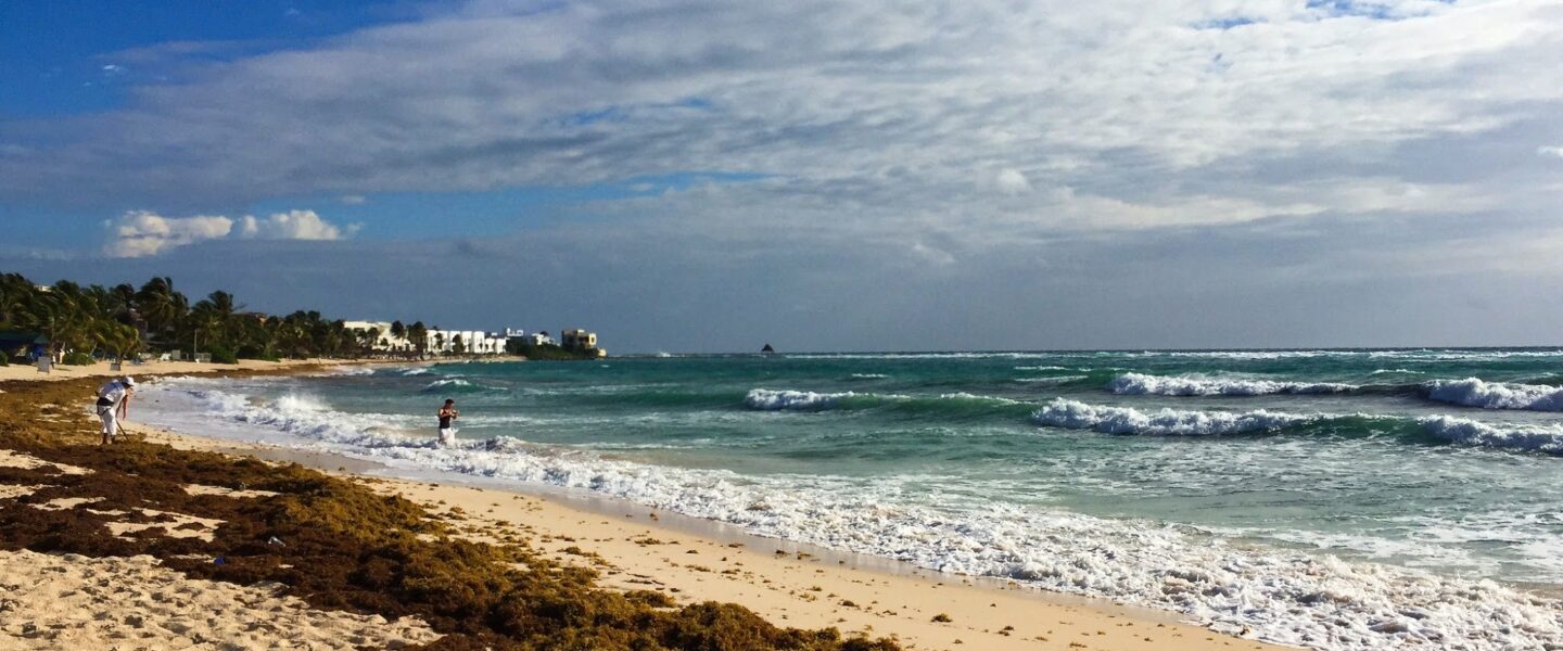 Climate crisis, global warming, oceans, sargassum, record-breaking masses