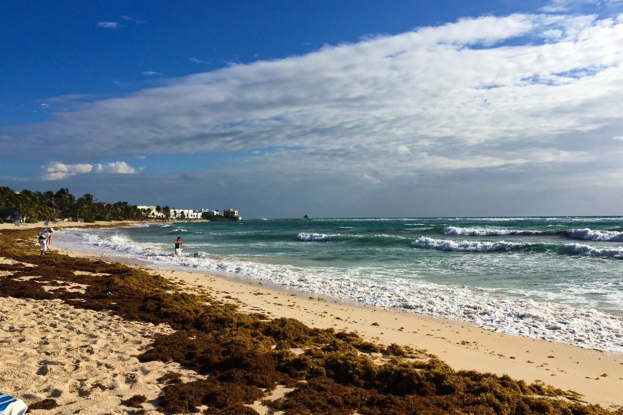 Climate crisis, global warming, oceans, sargassum, record-breaking masses